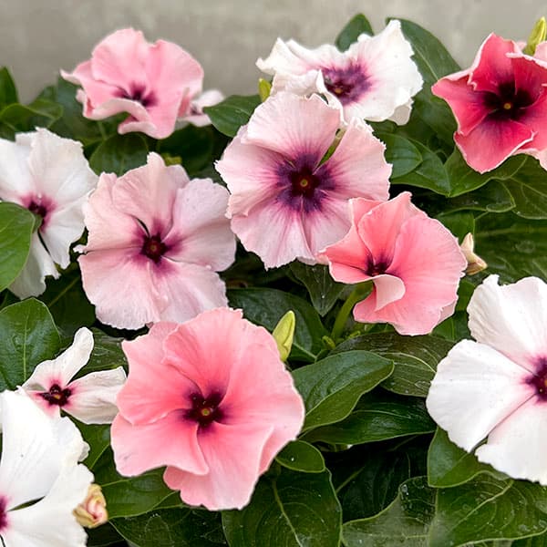 園芸ネット本店｜ニチニチソウ：モネ フリル オリジナルミックス 3.5号