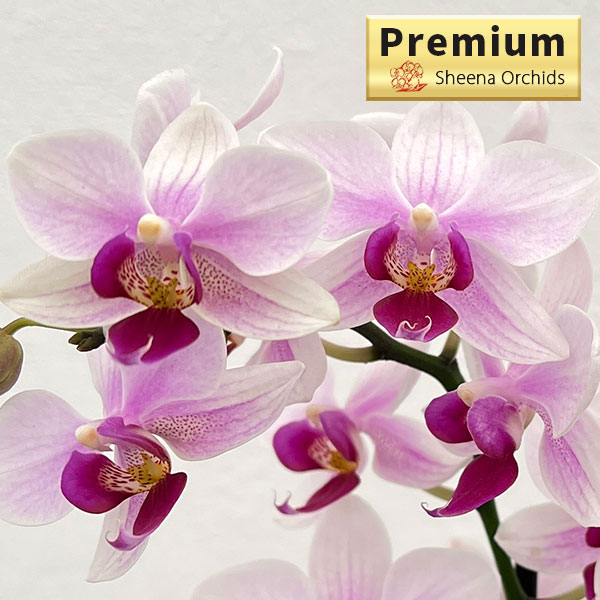 園芸ネット本店｜ミディコチョウラン：カシオペア 2本立ち 3号