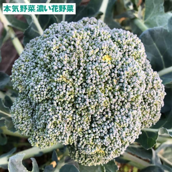 濃い花野菜 おかわりブロッコリー3号ポット苗 2株セット