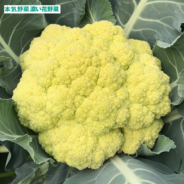 濃い花野菜　カリッコリー3号ポット苗 2株セット