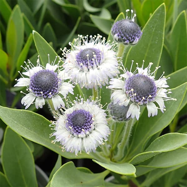 スタンド型ポスト 薔薇 ヨーロピアン 青