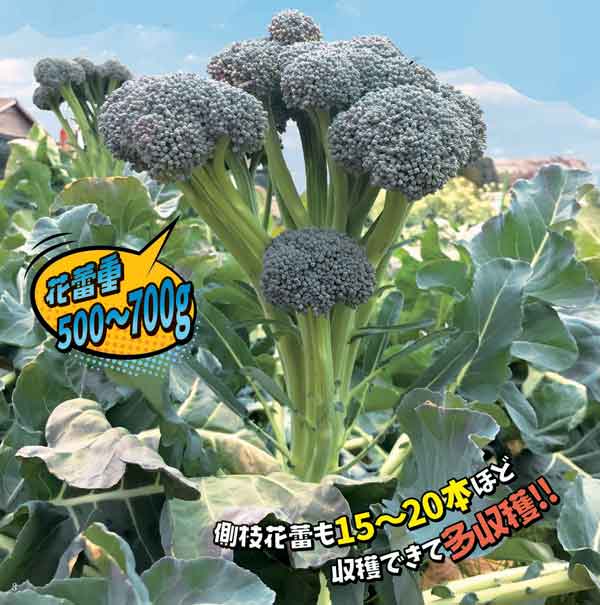 [送料無料][26年8月下旬予約]いっぱいブロッコリー苗3号ポット 24株セット