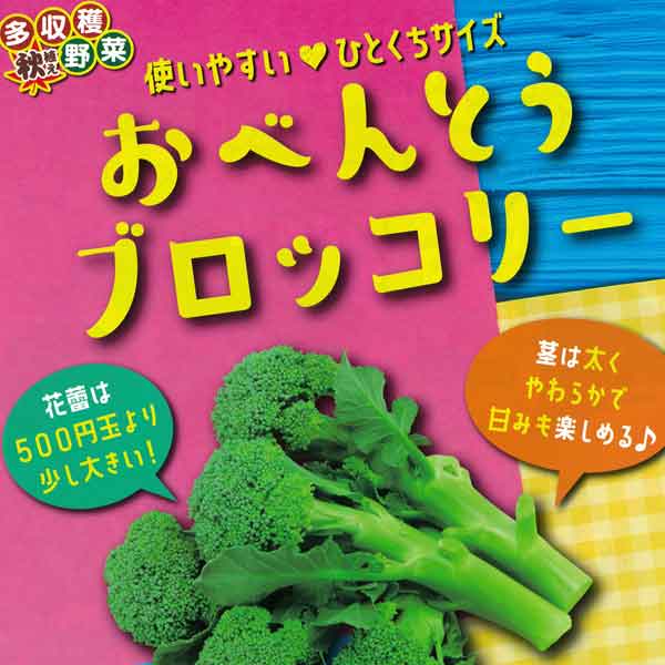 おべんとうブロッコリー3号ポット 2株セットy