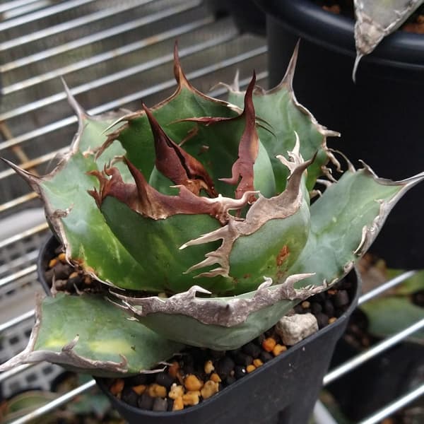 園芸ネット本店｜アガベ：チタノタ ITALY NO NEME（24-E12） の通販