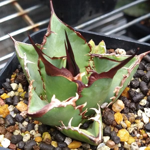 園芸ネット本店｜アガベ：チタノタ（24-E18） の通販【公式】