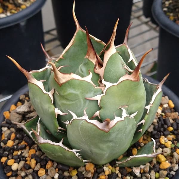 園芸ネット本店｜アガベ：チタノタ ローズ（24-E35） の通販【公式】