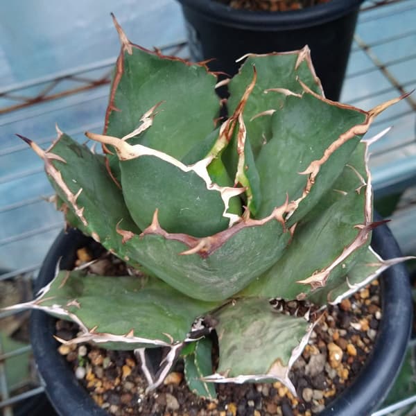 園芸ネット本店｜アガベ：チタノタ ローズ（24-E40） の通販【公式】