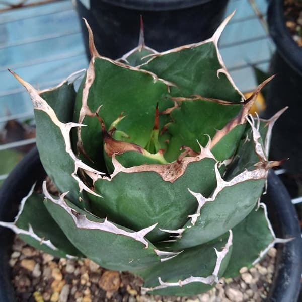 アガベ：チタノタ ローズ（24-E42） の通販 | 園芸ネット