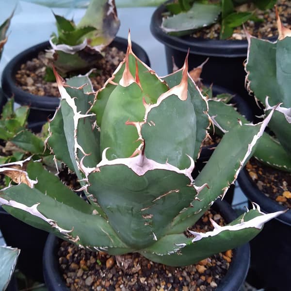 園芸ネット本店｜アガベ：チタノタ ローズ（24-E51） の通販【公式】