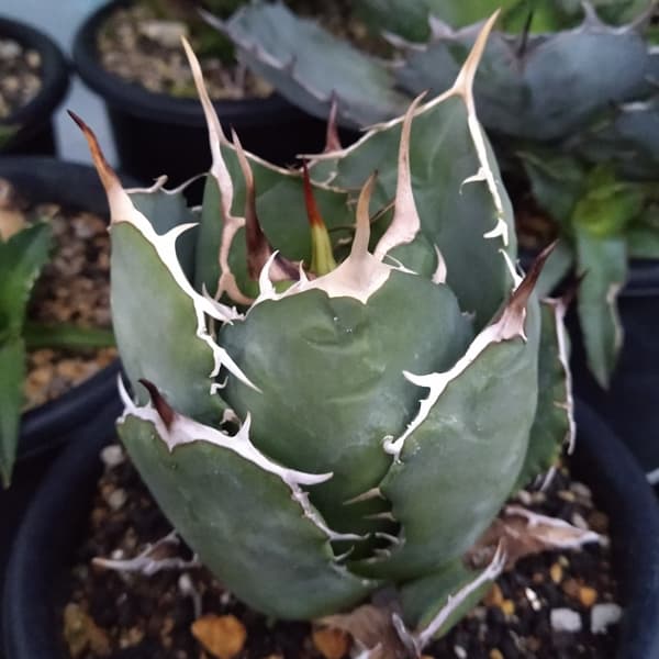 園芸ネット本店｜アガベ：チタノタ ローズ（24-E52） の通販【公式】