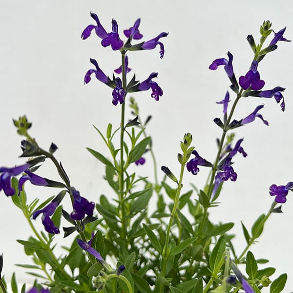 園芸ネット本店｜サルビア：ムエレリ（ロイヤルパープルセージ）3.5号