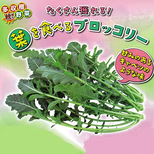 たくさん獲れる葉を食べるブロッコリー3号ポット 2株セットy