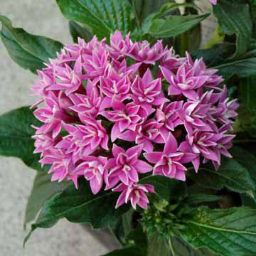 [送料無料]ペンタス（八重咲き）：ライカパープル3.5号ポット 12株セット