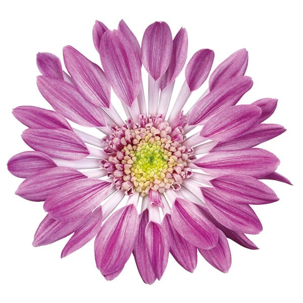 クリサンセマム（菊）：和美菊（わびぎく）もも 3.5号ポット