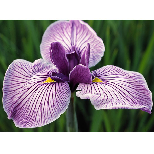 ハナショウブ(花菖蒲):葵の上(アオイノウエ)3号ポット