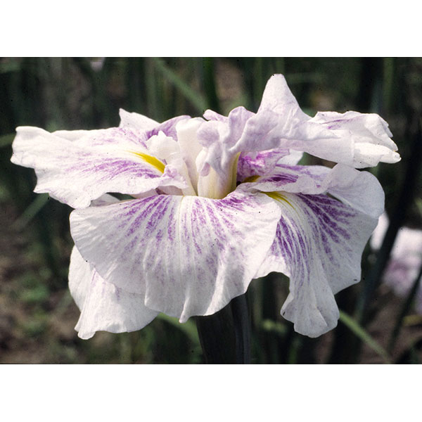 ハナショウブ(花菖蒲):浮草の池(ウキグサノイケ)3号ポット