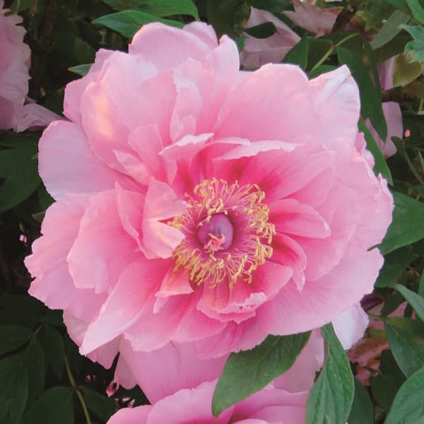 園芸ネット本店｜牡丹（ぼたん）：関西明石潟（かんさいあかしがた）2