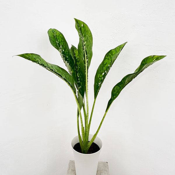 ディフェンバキア：ドラゴンスケール　6号鉢入り