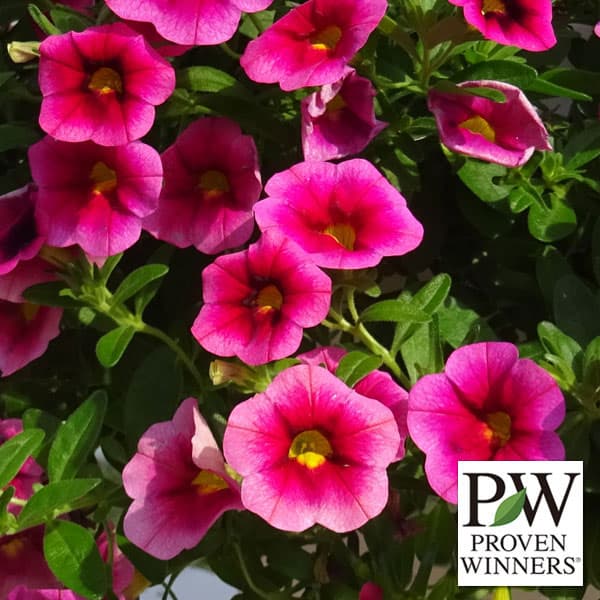 ストロベリー♡ 園芸ネット本店｜カリブラコア：スーパーベル ストロベリーニ4号ポット