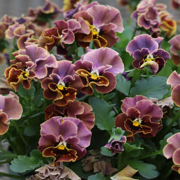 QUANONジオラマ紫 Hookah Haze ジオラマアクリルスタンド 明月院こころ