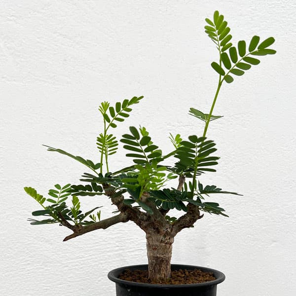 園芸ネット本店｜[ザ・ファームセレクト]センナ：メリディオナリス