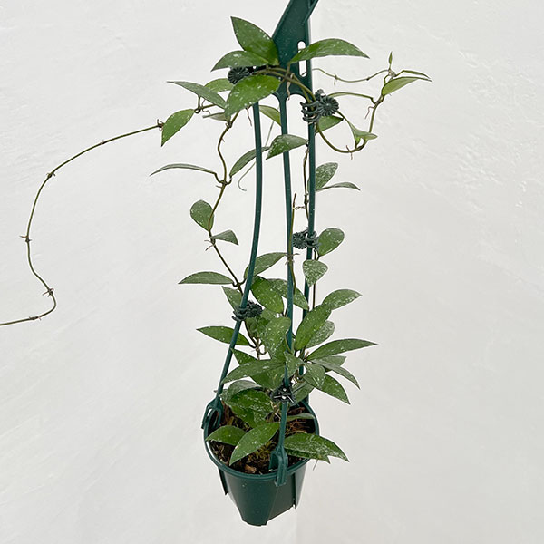ホヤ:ラクノーサ スノーキャップ 3号吊り鉢植え