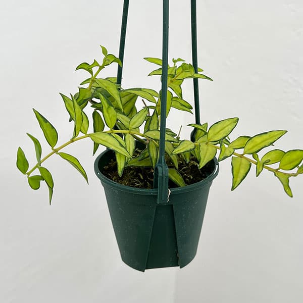 園芸ネット本店｜ホヤ：ベラ ルイスボイス（中斑） 2.5号吊り鉢 の通販