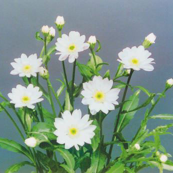 ミヤコワスレ：瀬戸の花嫁　3号ポット苗