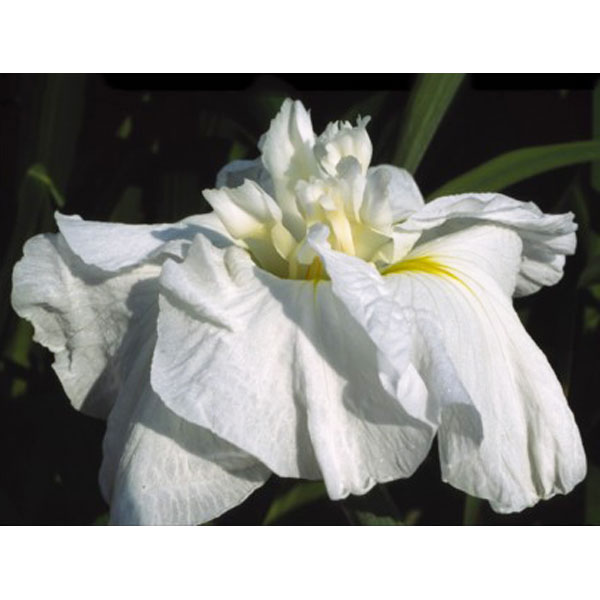 ハナショウブ（花菖蒲）：浮き雲（ウキグモ）3号ポット