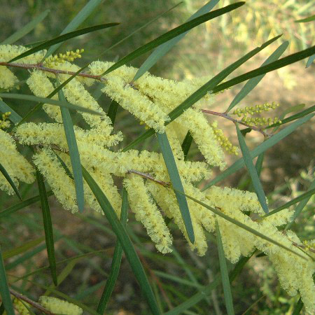 ●売却済● パールアカシアとプロテアのスワッグ　2個(約28cm、23cm) ○売却済○ パールアカシアとプロテアのスワッグ 2個(約28cm、23cm) ○