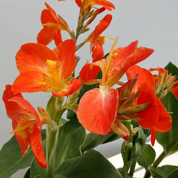 園芸ネット本店｜カンナ：ドワーフカンナ オレンジ3.5号ポット の通販