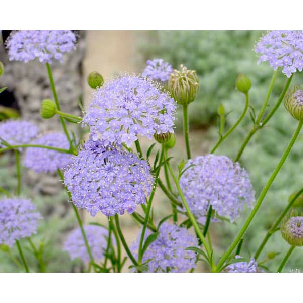 ブルーレースフラワー5号鉢植え