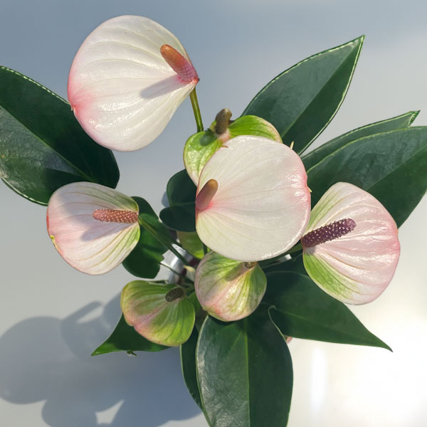 園芸ネット本店｜アンスリウム：リパピンクミニ 4.5号鉢植え* の通販