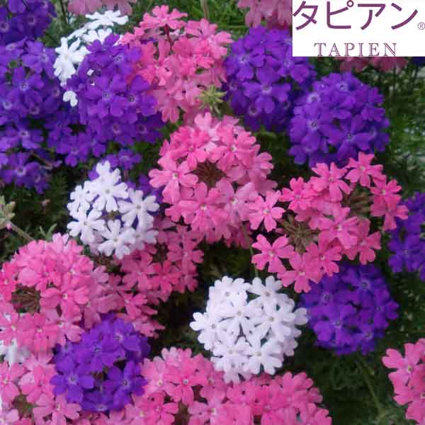 おためし3種9株セット：バーベナ（宿根）：タピアン4号ポット(R)