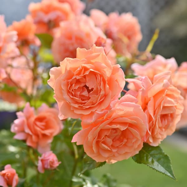 （開花予定株）ドリュ：レ・グラン・ビュッフェ6号角鉢植え*