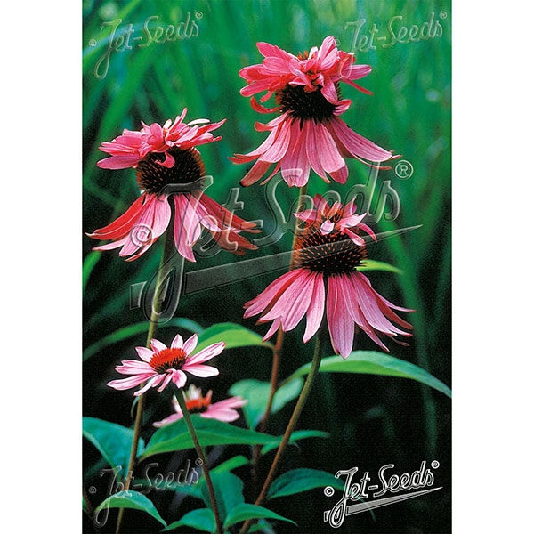 エキナセア：パープレア　ダブルデッカー3号ポット