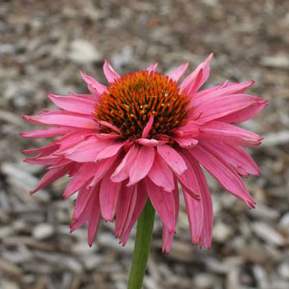 エキナセア：ダブルデッカー3号ポット2株セット