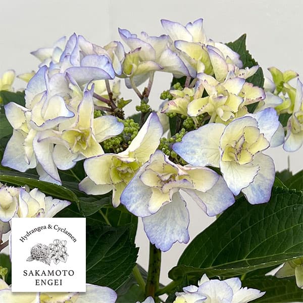 アジサイ：バロニー（ブルー）5号鉢植え