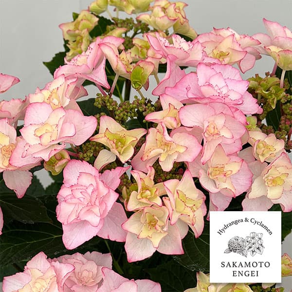 アジサイ：バロニー（ピンク）5号鉢植え