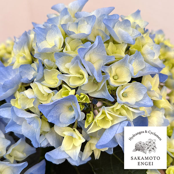 アジサイ：ペルル（ブルー）5号鉢植え