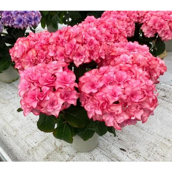 [春の鉢花予約]アジサイ：星のかけら（ピンク）5号鉢植え