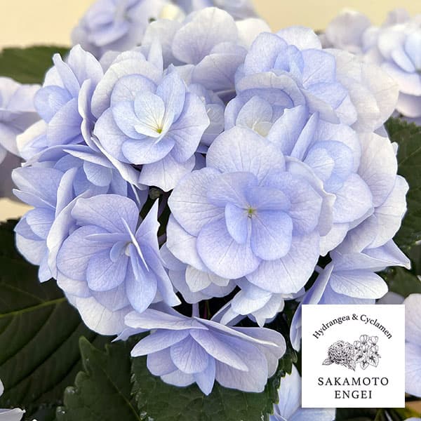 アジサイ：ノーブリア（ブルー）5号鉢植え