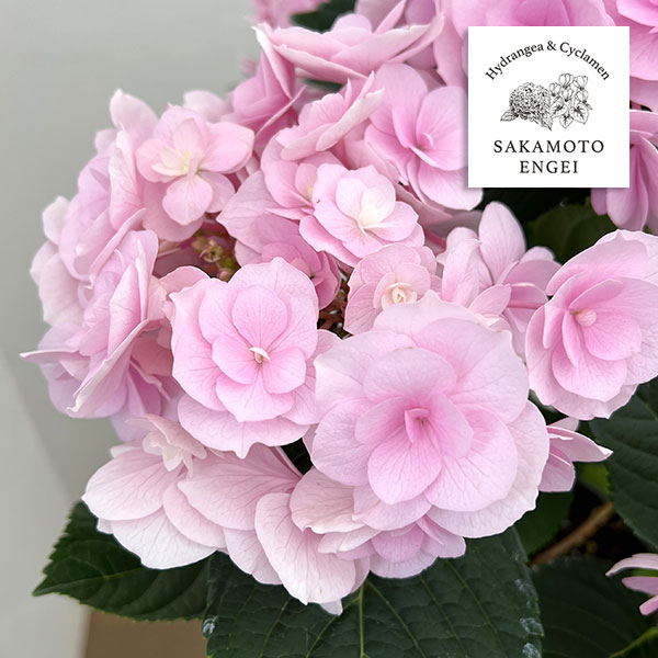 アジサイ：ノーブリア（ピンク）5号鉢植え