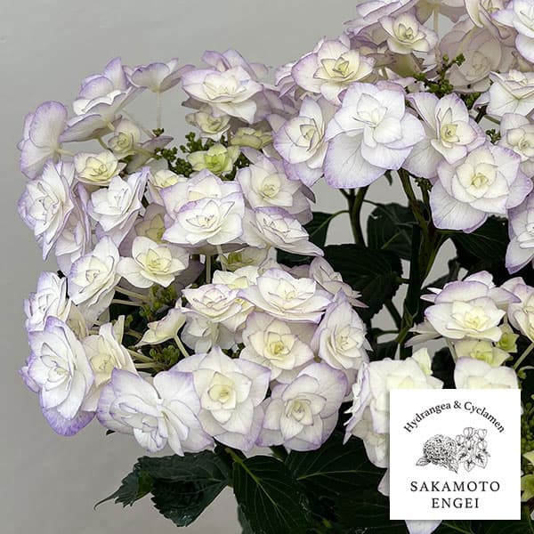 アジサイ：光雲（ブルー）5号鉢植え