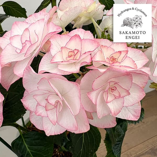 アジサイ：光雲（ピンク）5号鉢植え