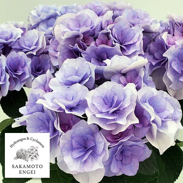 [春の鉢花予約]アジサイ：クレインブーケ（ブルー）5号鉢植え