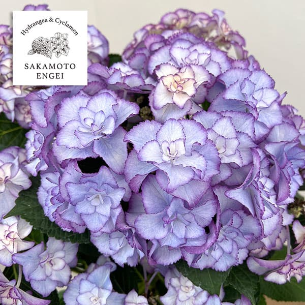 アジサイ：フローレンス（ブルー）5号鉢植え