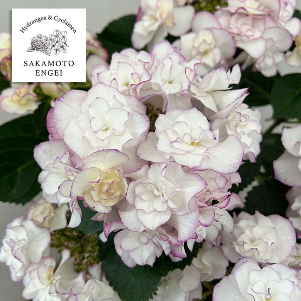 アジサイ：イリス（ブルー）5号鉢植え