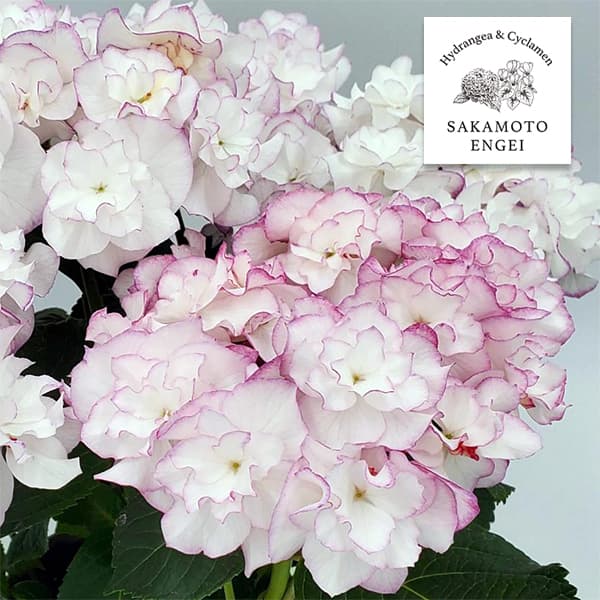 アジサイ：イリス（ピンク）5号鉢植え