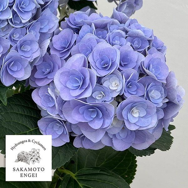 アジサイ：フェアリー　キス（ブルー）5号鉢植え